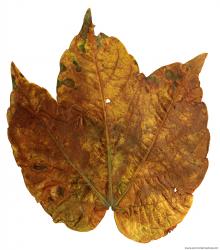 Leaves